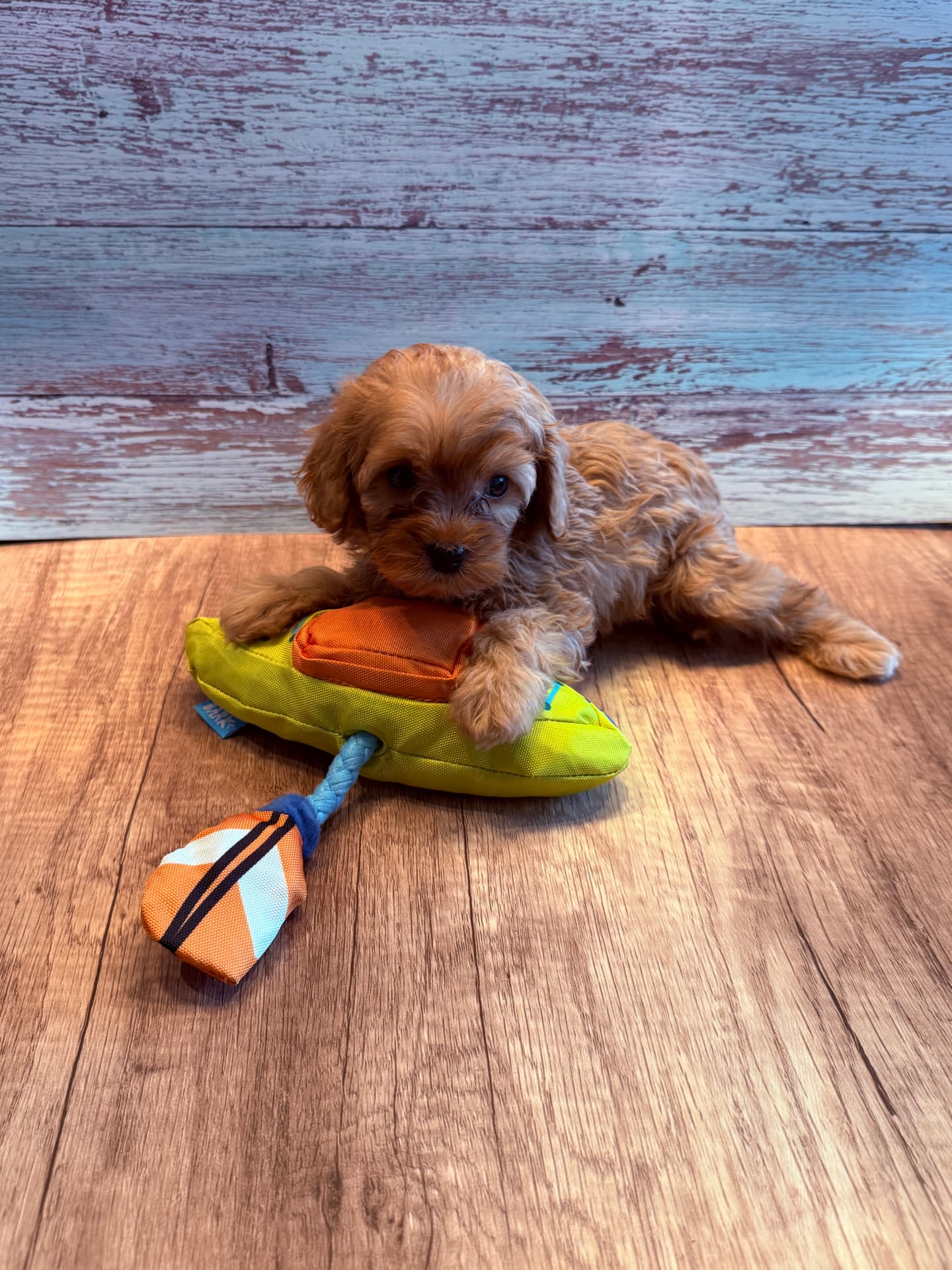 J.J., a 6½ weeks old Toy Cavapoo