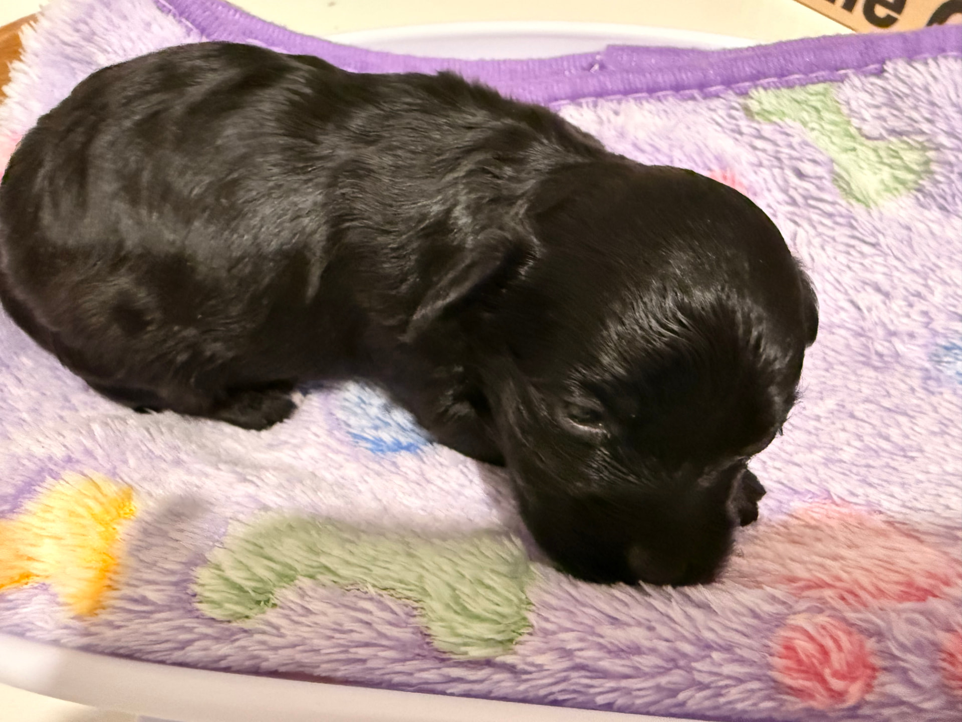 Syd, a black F1B Yorkiepoo puppy