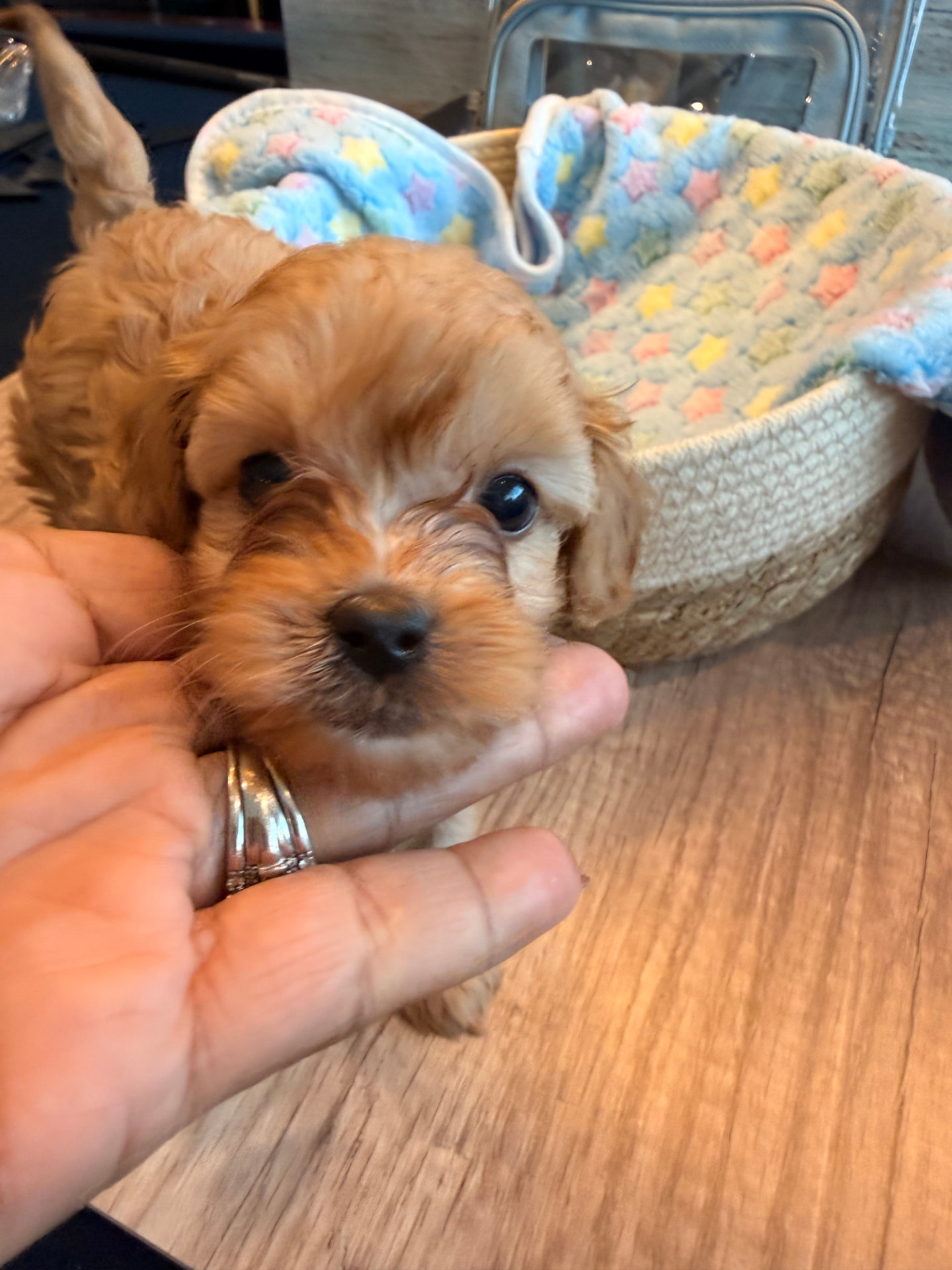 Penny the Cavapoo — Good Times Crew — TS2K Puppies