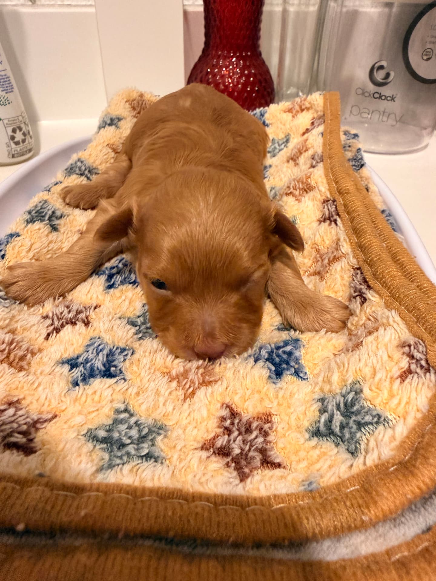Dre, an apricot F1B Yorkiepoo puppy