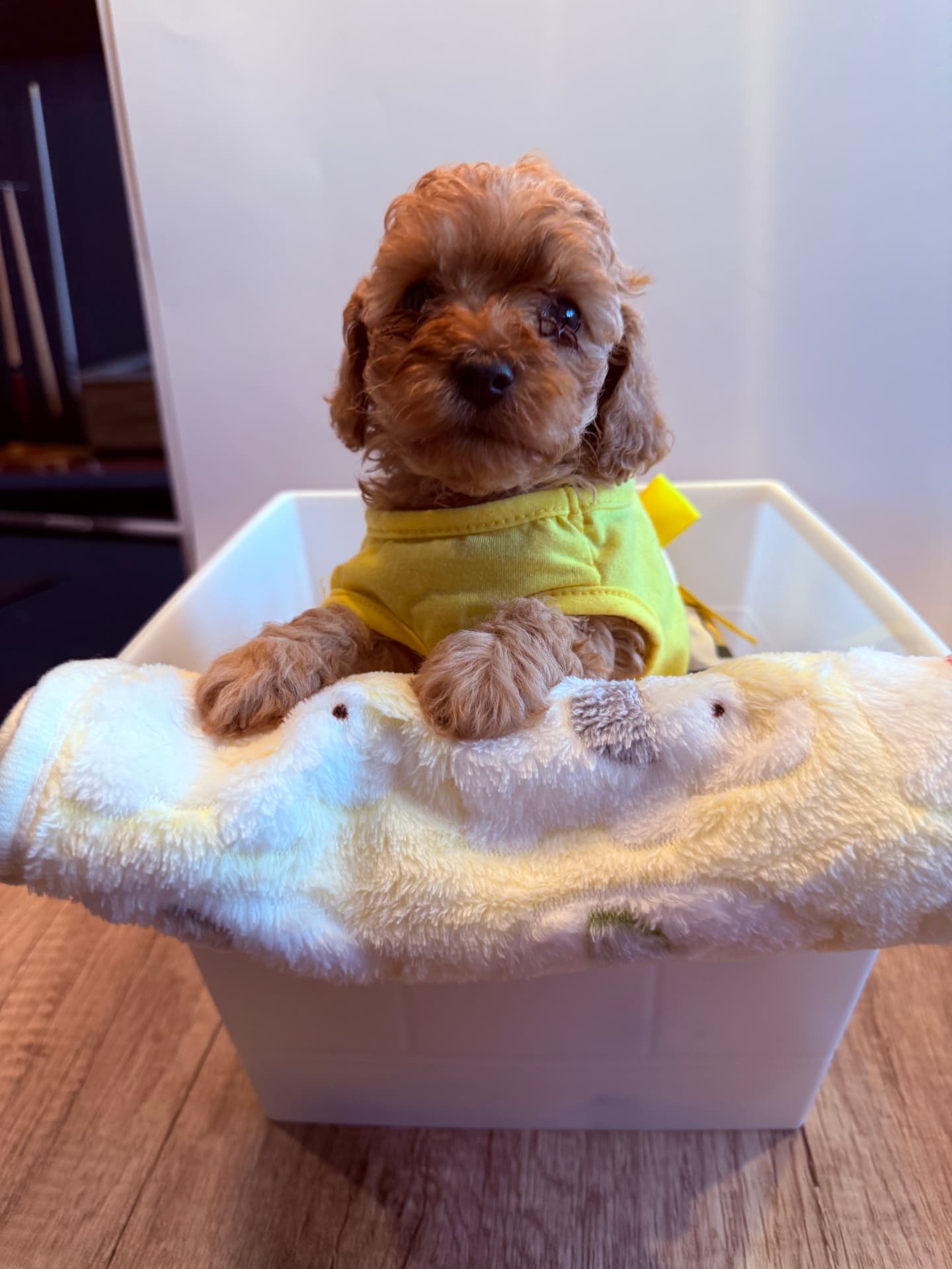 Willona, a 6½ weeks old Toy Cavapoo