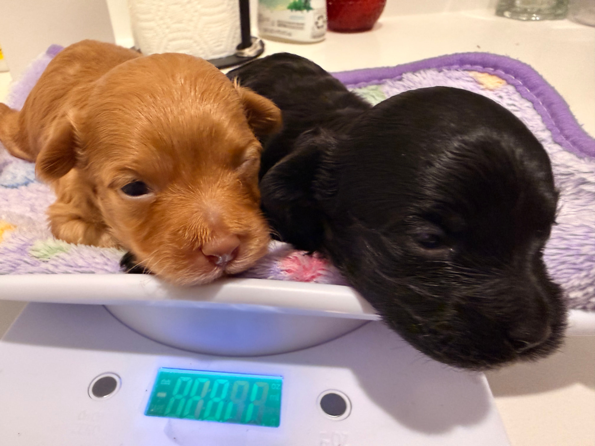 Dre and Syd together at their two-week weigh-in