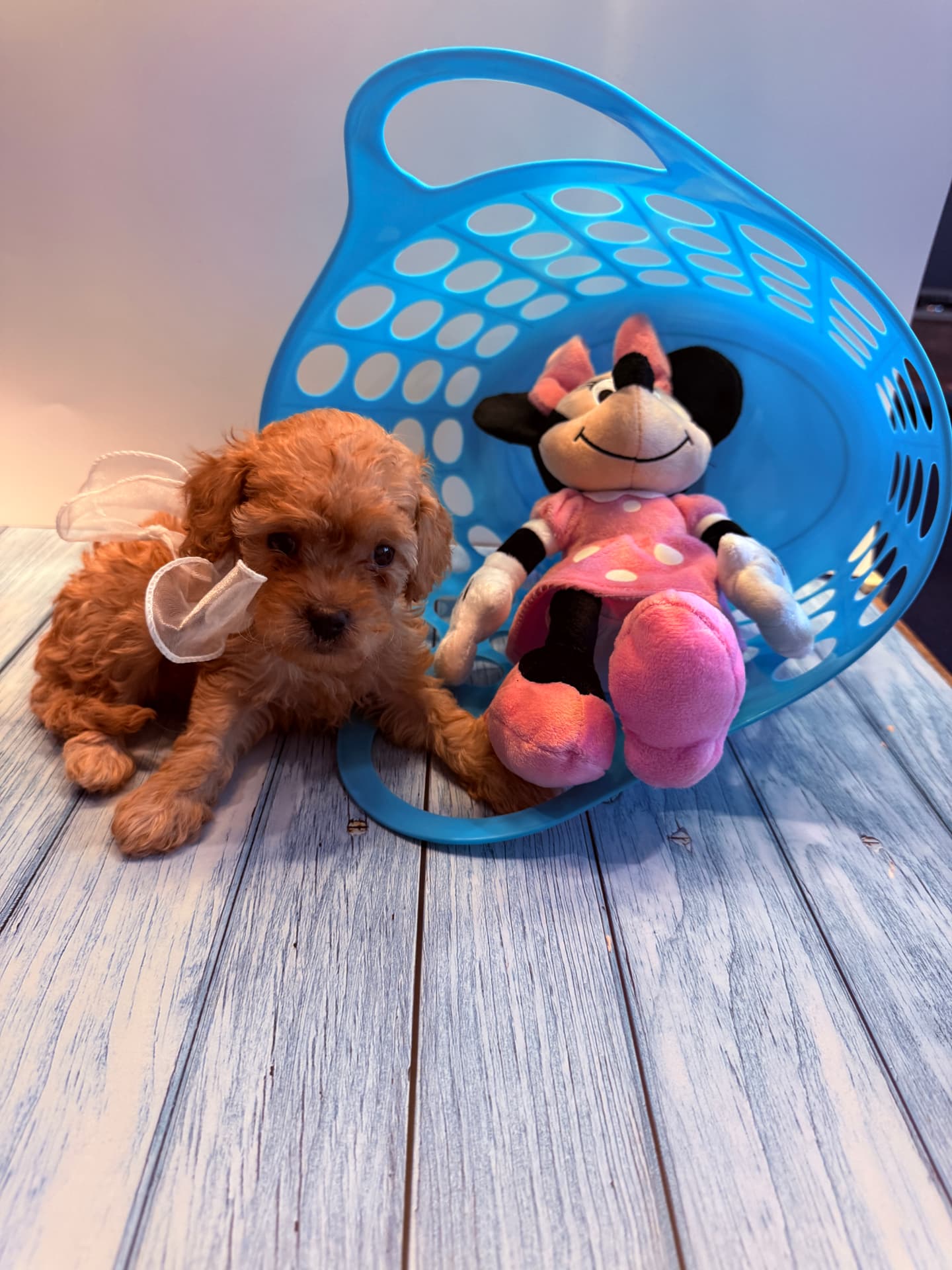 Thelma, a 6½ weeks old Toy Cavapoo