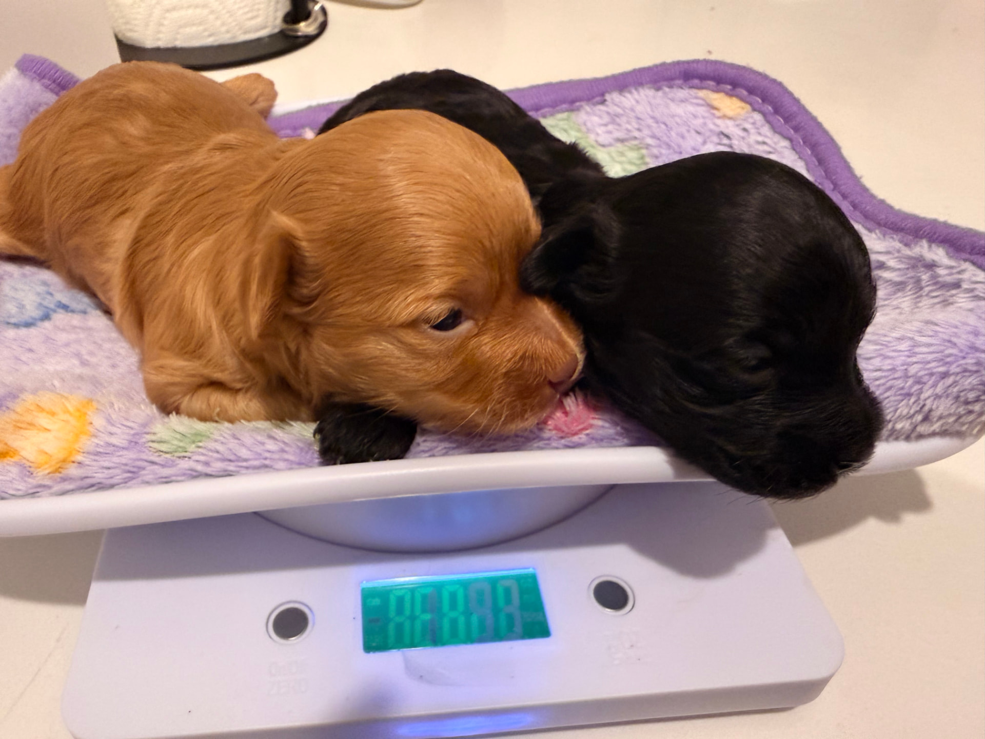 Dre and Syd resting together on the puppy scale