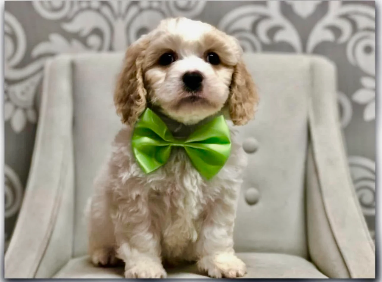 Cavapoo, Yorkiepoo, and Toy Poodle puppies on a soft cream blanket