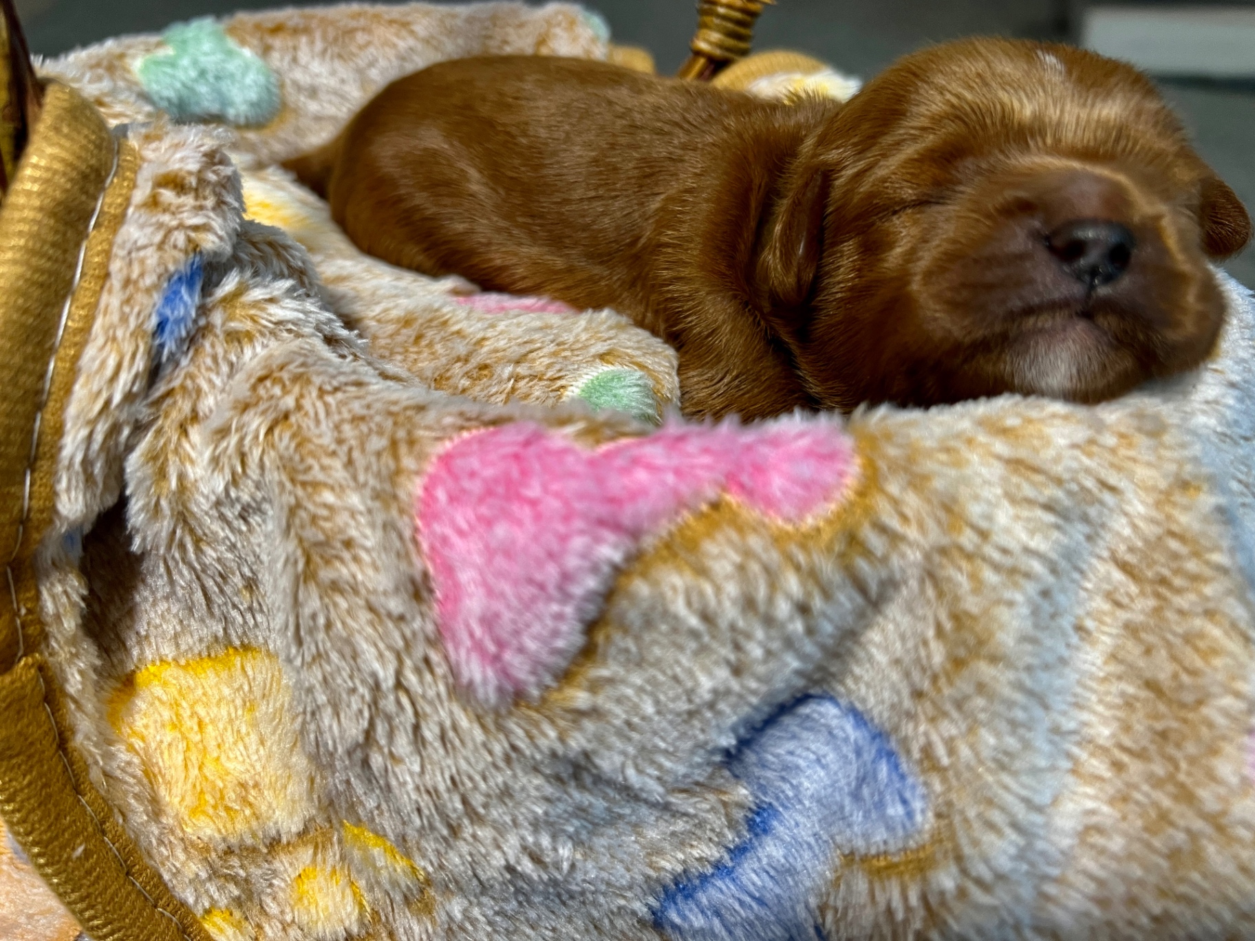 Newborn red Cavapoo puppy sleeping on a pastel heart blanket