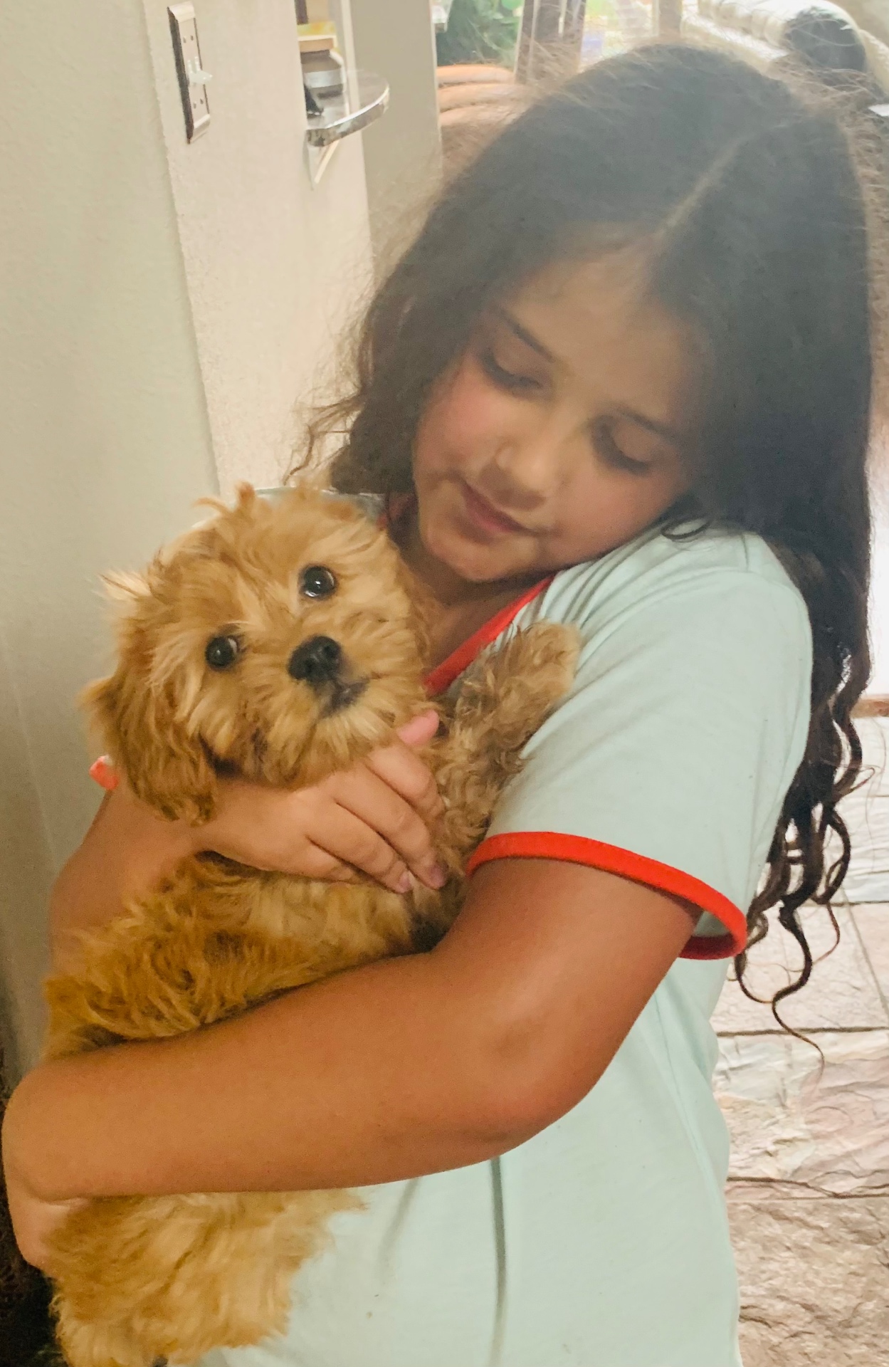 Young girl gently cuddling a soft apricot Maltipoo puppy